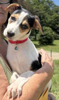 Birdy (Born 04/26/26) -  Rat Terrier Dog for Adoption in Troy, Alabama - Birdy (Born 04/26/26) | PetCurious