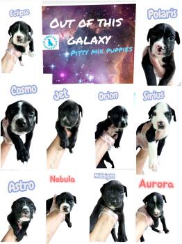 Rescue Pit Bull Terrier Dogs for Adoption in Port St. Lucie, Florida - Hera’s Out Of This Galaxy Pups | PetCurious