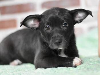 Rescue Terrier and Shepherd Dogs for Adoption in Conroe, Texas - Luna (The Magnificent Seven) | PetCurious