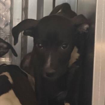 Skittles -  Pit Bull Terrier Dog for Adoption in Greensboro, North Carolina - Skittles | PetCurious