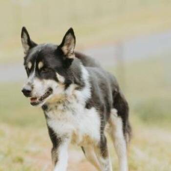 Mambo -  Husky and Mixed Breed Dog for Adoption in Portland, Oregon - Mambo | PetCurious