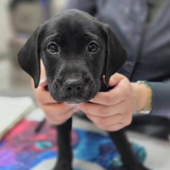 Hound and Mixed Breed Dogs Available for Adoption - Diana | PetCurious