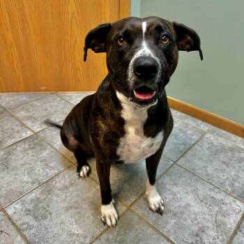 Pit Bull Terrier Dogs Available for Adoption in High Ridge, Missouri - Lina Bean | PetCurious