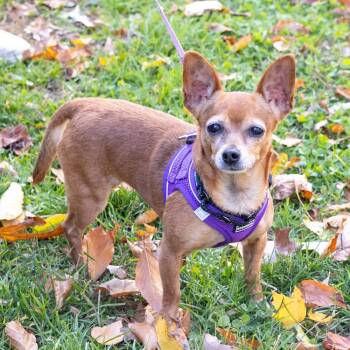 Rescue Chihuahua Dogs for Adoption in West Grove, Pennsylvania - Elsie  (Female)     Avail  11/15 | PetCurious