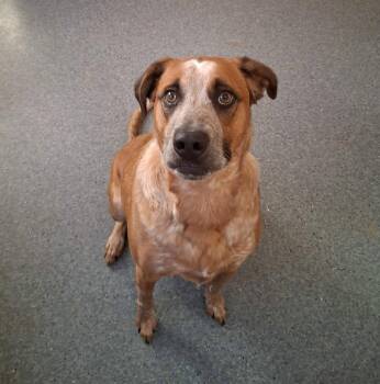 Australian Cattle Dog Blue Heeler and Coonhound Dogs Available for Adoption in Covington, Virginia - BUDDY | PetCurious