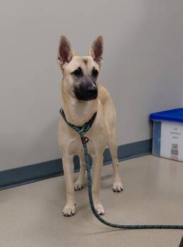 Rescue Shepherd and Husky Dogs for Adoption in South Bend, Indiana - Lucy | PetCurious