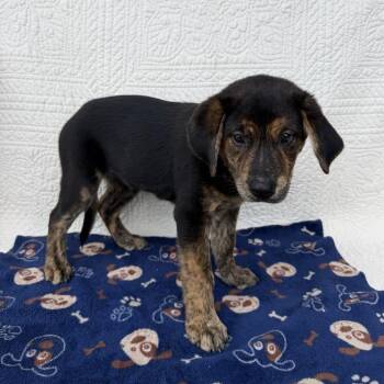 Beautifly -  Shepherd and Labrador Retriever Dog for Adoption in Carencro, Louisiana - Beautifly | PetCurious