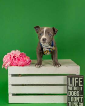 Pit Bull Terrier Dogs Available for Adoption in Brighton, Colorado - 307-26 | PetCurious