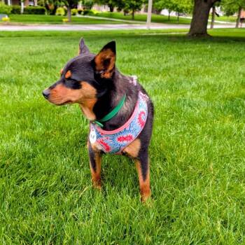 Shiba Inu and Miniature Pinscher Dogs Available for Adoption in Normal, Illinois - 7 UP | PetCurious