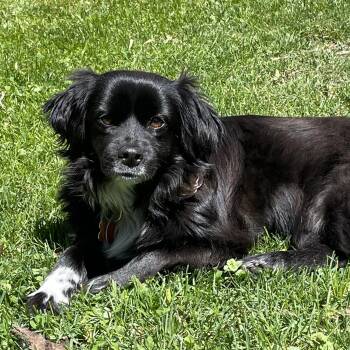 Tibetan Spaniel Dogs Available for Adoption - Lyric (Courtesy Post) | PetCurious
