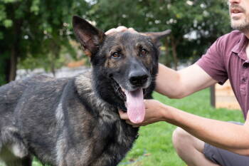 Rescue German Shepherd Dog Dogs for Adoption - Wasko | PetCurious