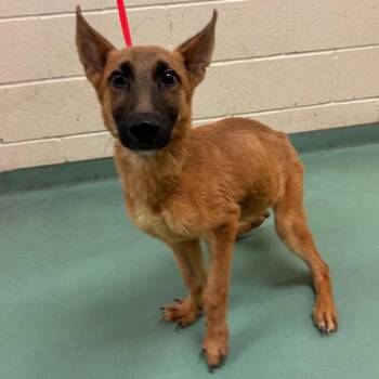 Adonis -  Mixed Breed Dog for Adoption in Bartlett, Tennessee - Adonis | PetCurious