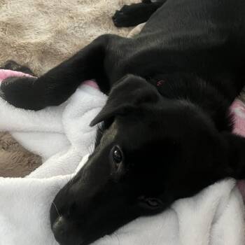 Laney -  Labrador Retriever Dog for Adoption in Indianapolis, Indiana - Laney | PetCurious