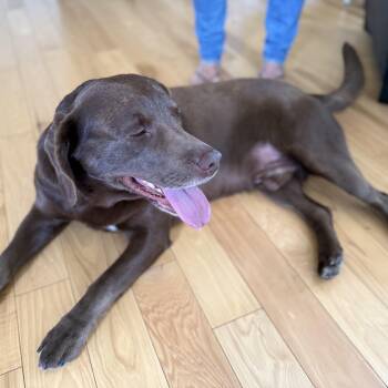 Labrador Retriever Dogs Available for Adoption in San Francisco, California - Yogi | PetCurious