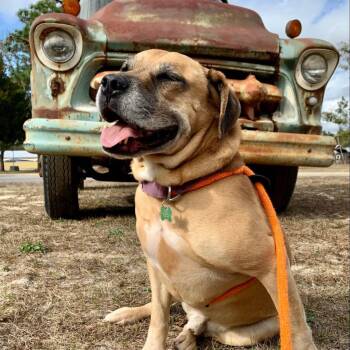 Boxer and Retriever Dogs Available for Adoption - Luke | PetCurious