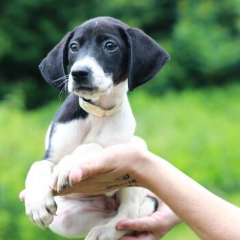 CT Chalupa -  Pointer and Mixed Breed Dog for Adoption in Eastford, Connecticut - CT Chalupa | PetCurious