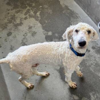 Standard Poodle Dogs Available for Adoption in Los Angeles, California - Broccoli A2266219 | PetCurious