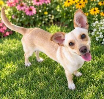 Jerry -  Chihuahua and Dachshund Dog for Adoption in Morton Grove, Illinois - Jerry | PetCurious