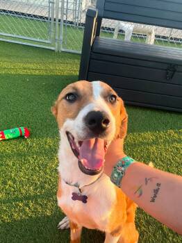 Shasta -  Mixed Breed Dog for Adoption in Cedar Rapids, Iowa - Shasta | PetCurious