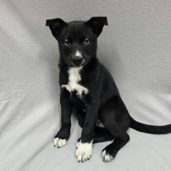 Pup 2 -  Mixed Breed Dog for Adoption in Frankfort, Indiana - Pup 2 | PetCurious