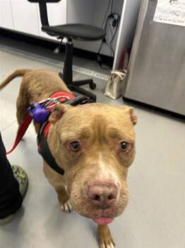 Rescue Mixed Breed Dogs for Adoption in West Chester, Pennsylvania - Zura | PetCurious