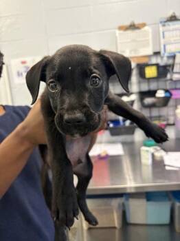 Shadow -  Mixed Breed Dog for Adoption in Mobile, Alabama - Shadow | PetCurious