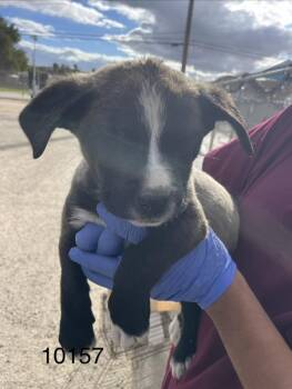 Jelly Bean -  Pit Bull Terrier Dog for Adoption in Victorville, California - Jelly Bean | PetCurious