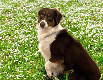 Australian Shepherd Dogs Available for Adoption - BEAR | PetCurious