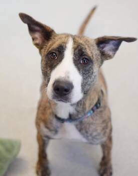 Marmee -  Shepherd Dog for Adoption in Pontiac, Michigan - Marmee | PetCurious