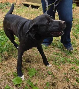 Labrador Retriever and Cane Corso Dogs Available for Adoption in Blairsville, Georgia - Buddy | PetCurious