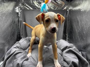 PALMER -  Boxer and Beagle Dog Available for Adoption in Grovetown, Georgia - PALMER | PetCurious