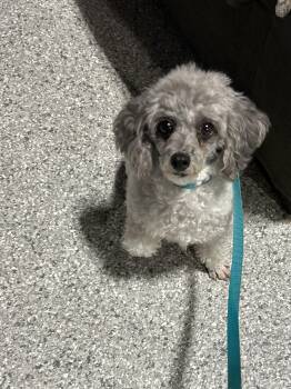 Poodle and Miniature Poodle Dogs Available for Adoption in Antwerp, Ohio - Barbie. 8 Lbs | PetCurious