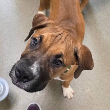 Waldo -  Mastiff and Mixed Breed Dog for Adoption in Council Bluffs, Iowa - Waldo | PetCurious