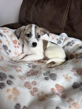 Oakley -  Chihuahua Dog for Adoption in Greenlawn, New York - Oakley | PetCurious
