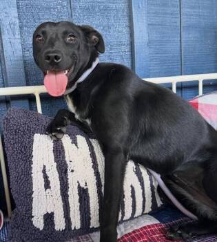 Labrador Retriever and Border Collie Dogs Available for Adoption in Washington, District Of Columbia - Robin | PetCurious