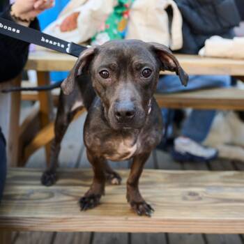 Curry -  Dachshund Dog for Adoption in New York, New York - Curry | PetCurious