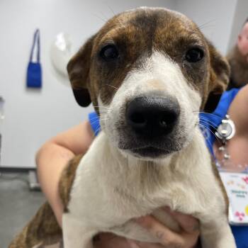 Mixed Breed Dogs Available for Adoption in Dickinson, Texas - Lulu | PetCurious