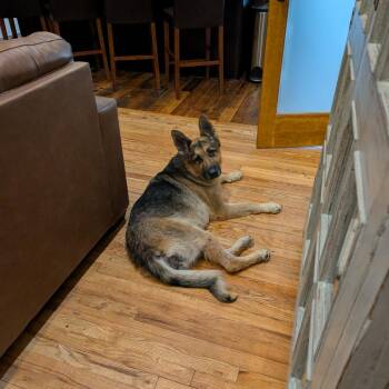 Risha -  Mixed Breed Dog for Adoption in Asheville, North Carolina - Risha | PetCurious