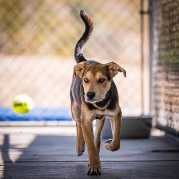 Shepherd Dogs Available for Adoption in Twentynine Palms, California - Crusier | PetCurious