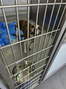 BAE -  Pit Bull Terrier and Mixed Breed Dog for Adoption in Norfolk, Virginia - BAE | PetCurious