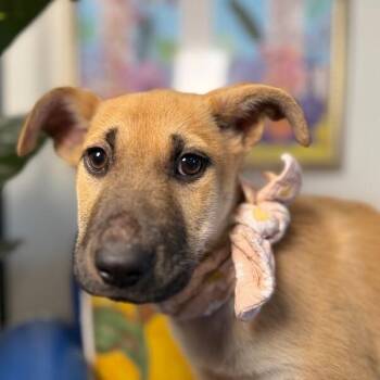 Pit Bull Terrier and Labrador Retriever Dogs Available for Adoption - May Bandera | PetCurious