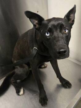 Cauldron -  Mixed Breed Dog for Adoption in Fresno, California - Cauldron | PetCurious
