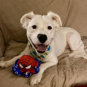 Rocky -  American Staffordshire Terrier and English Shepherd Dog for Adoption in Bethel, Connecticut - Rocky | PetCurious