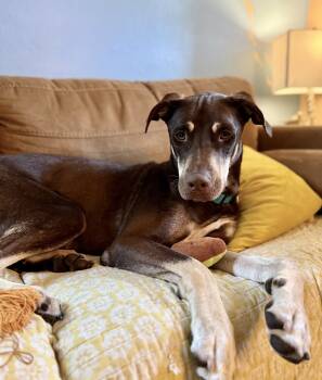 Rescue Doberman Pinscher Dogs for Adoption in Denver, Colorado - Jax | PetCurious