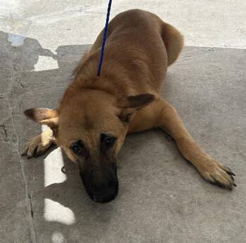 Rescue German Shepherd Dog Dogs for Adoption in Doral, Florida - KING | PetCurious