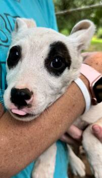 Ink -  Pit Bull Terrier and Mixed Breed Dog for Adoption in Little Rock, Arkansas - Ink | PetCurious