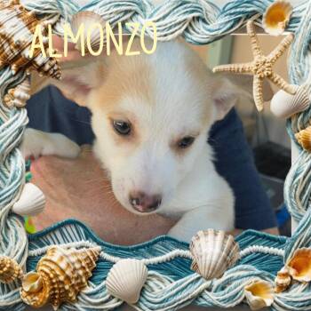 Almonzo -  Chihuahua Dog for Adoption in Eugene, Oregon - Almonzo | PetCurious