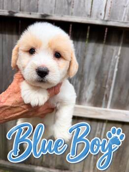 BLUE BOY (PA) -  Terrier Dog for Adoption in Klein, Texas - BLUE BOY (PA) | PetCurious