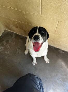 Clark -  Great Pyrenees Dog for Adoption in Benton, Arkansas - Clark | PetCurious