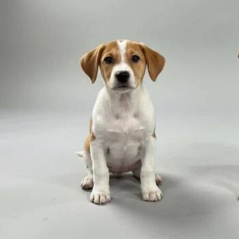 Jack Russell Terrier Dogs Available for Adoption - Mickey | PetCurious